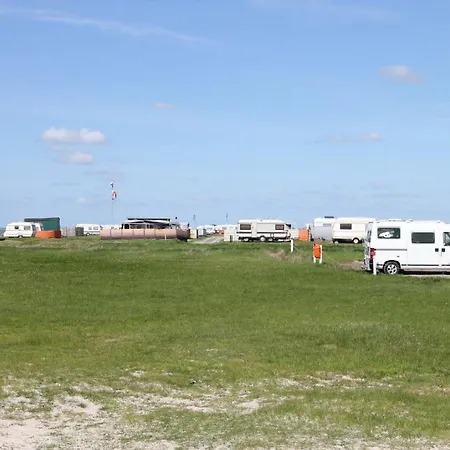 Kuh Blick Sehestedt (Lower-Saxony)